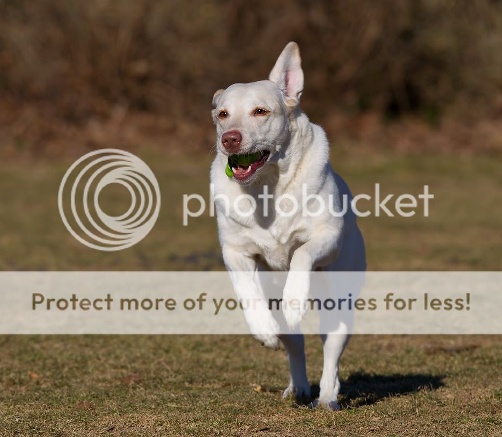 IMAGE: http://i635.photobucket.com/albums/uu79/Renesk/Fie%2020-02-11/_R5F9950.jpg