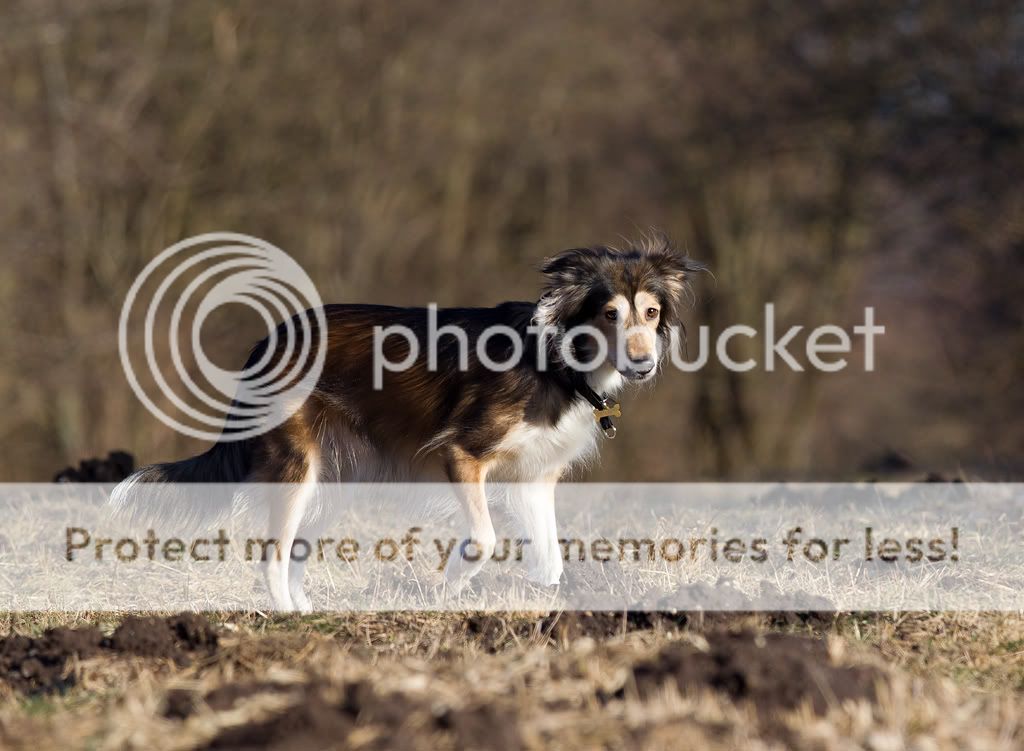 IMAGE: http://i635.photobucket.com/albums/uu79/Renesk/Fluffy%20og%20Zorba/_R5F0012.jpg