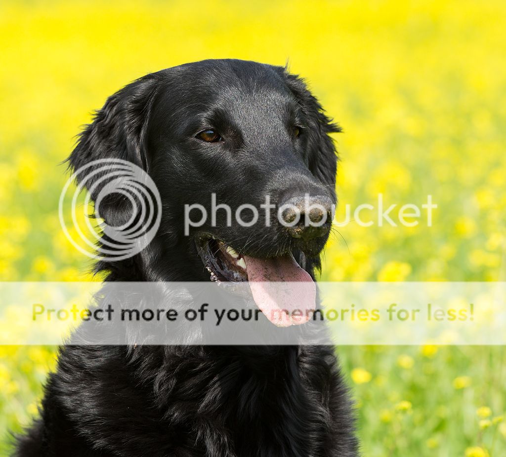 IMAGE: http://i635.photobucket.com/albums/uu79/Renesk/P51B5817_zpsc5576dfc.jpg~original