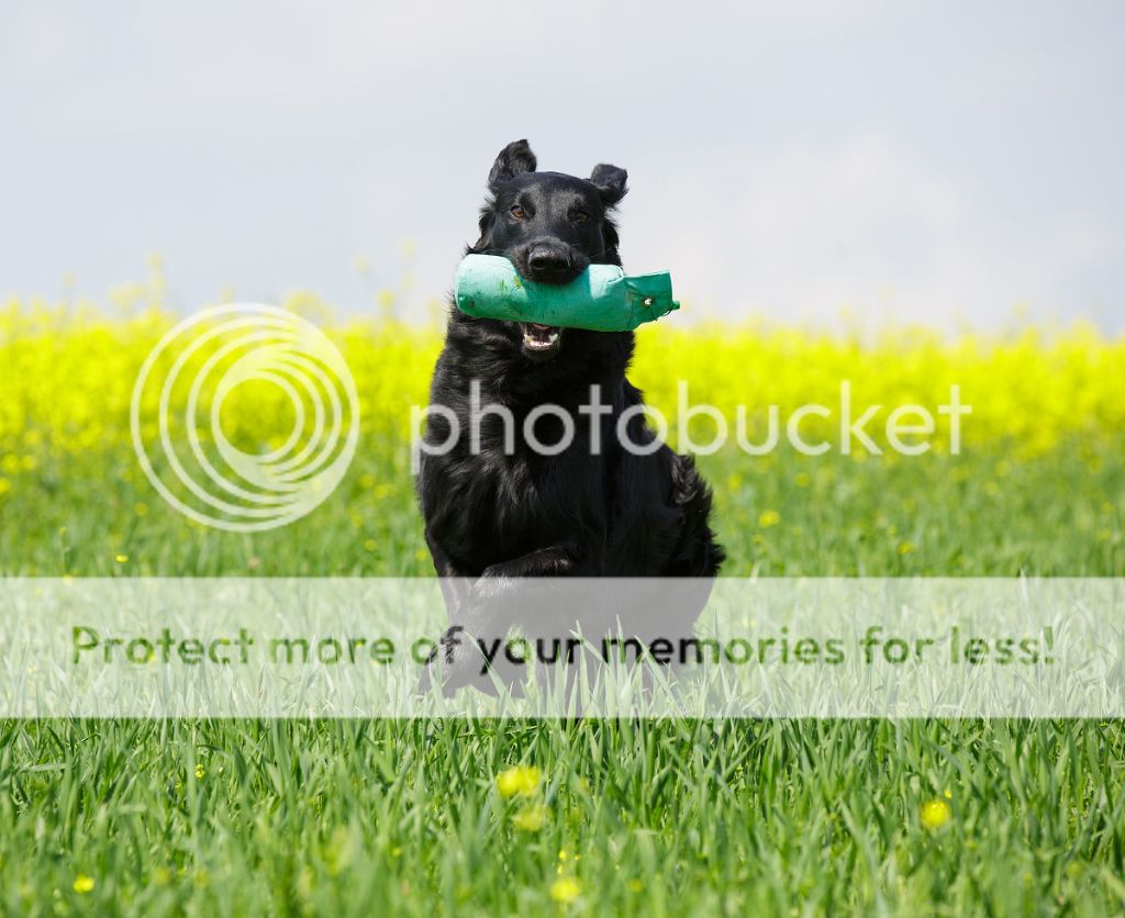 IMAGE: http://i635.photobucket.com/albums/uu79/Renesk/P51B5939copy_zps4e7c0058.jpg~original