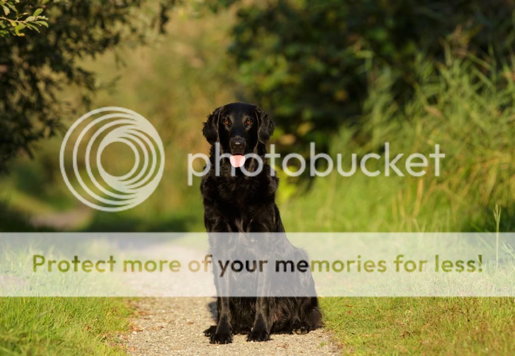 IMAGE: http://i635.photobucket.com/albums/uu79/Renesk/_51B5263_zps8a876c4f.jpg~original