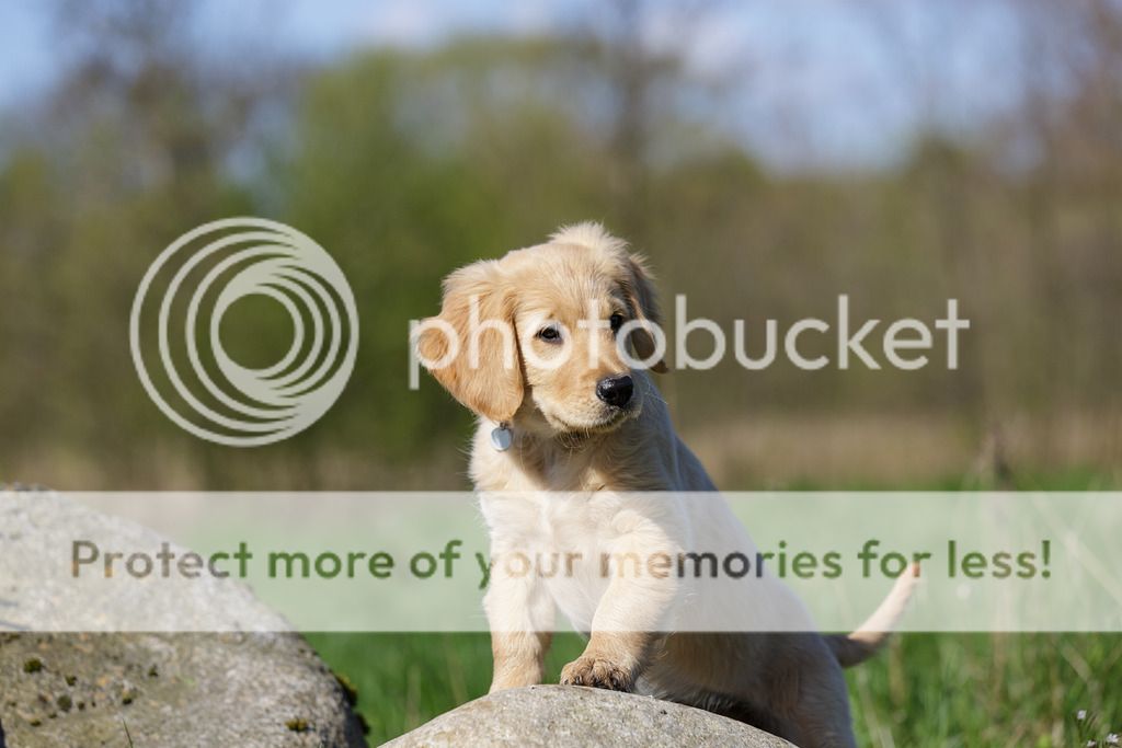 IMAGE: http://i635.photobucket.com/albums/uu79/Renesk/_51B6906_zpschncc0dn.jpg~original