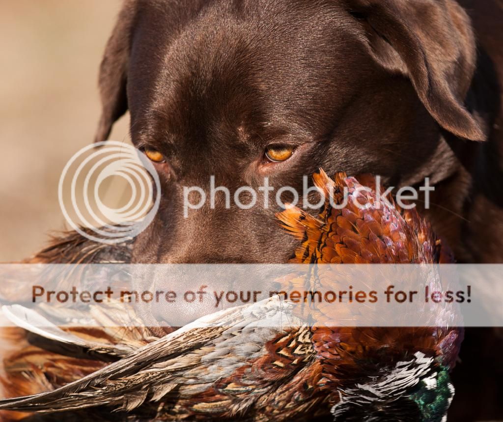 IMAGE: http://i635.photobucket.com/albums/uu79/Renesk/_MG_1748_zps483dbe4e.jpg~original