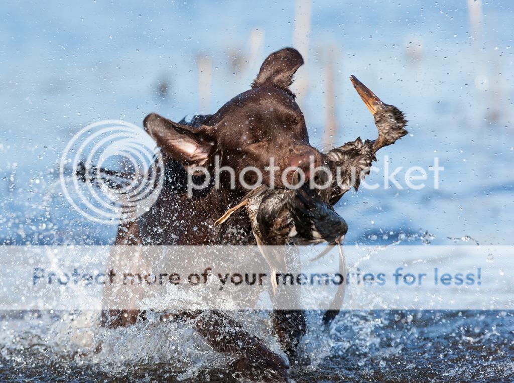 IMAGE: http://i635.photobucket.com/albums/uu79/Renesk/_MG_1808_zps4d007a09.jpg~original