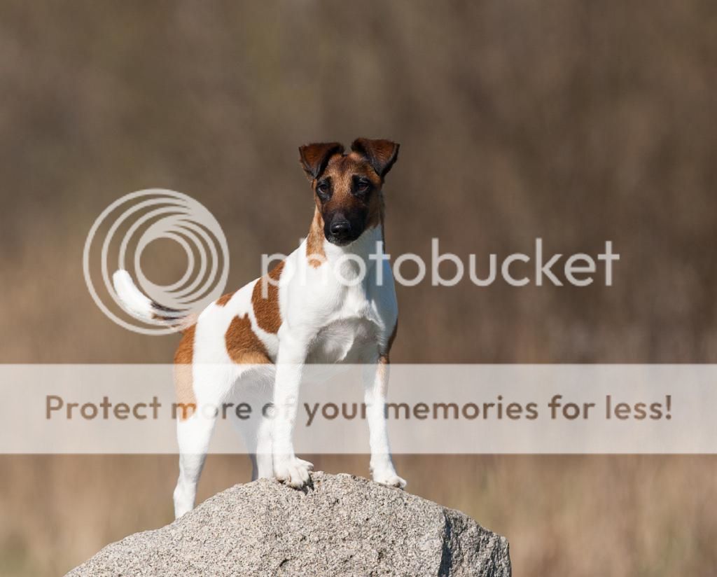 IMAGE: http://i635.photobucket.com/albums/uu79/Renesk/_MG_2390_zpsf9e52b88.jpg~original