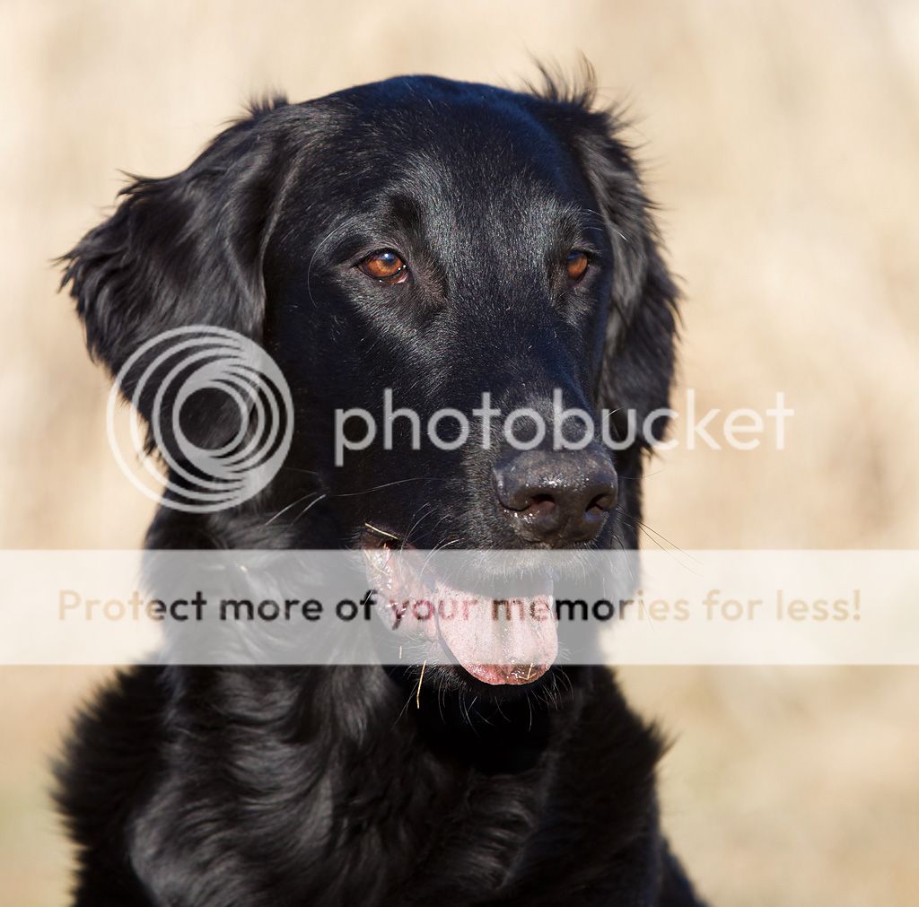 IMAGE: http://i635.photobucket.com/albums/uu79/Renesk/_R5F9495.jpg