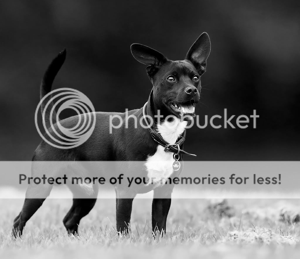 IMAGE: http://i635.photobucket.com/albums/uu79/Renesk/h.jpg