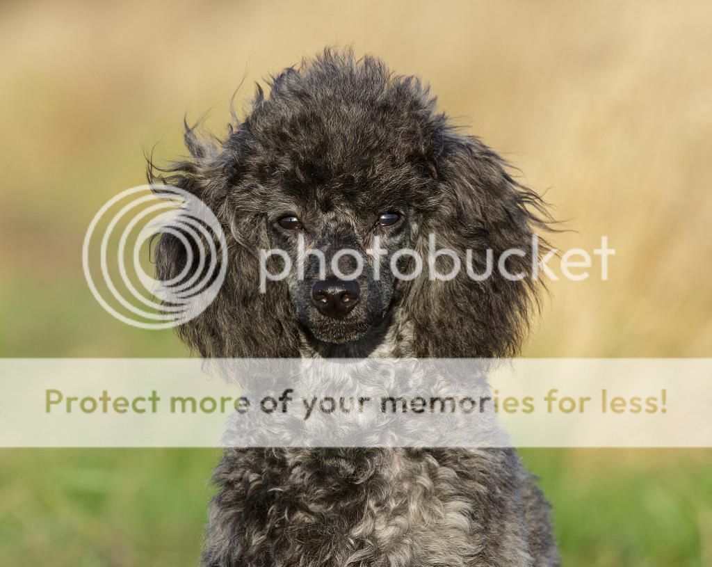 IMAGE: http://i635.photobucket.com/albums/uu79/Renesk/testcopy_zps730045ff.jpg~original