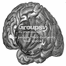 Thumbnail image for Just Another Teachin’ Tuesday: The Insular Cortex