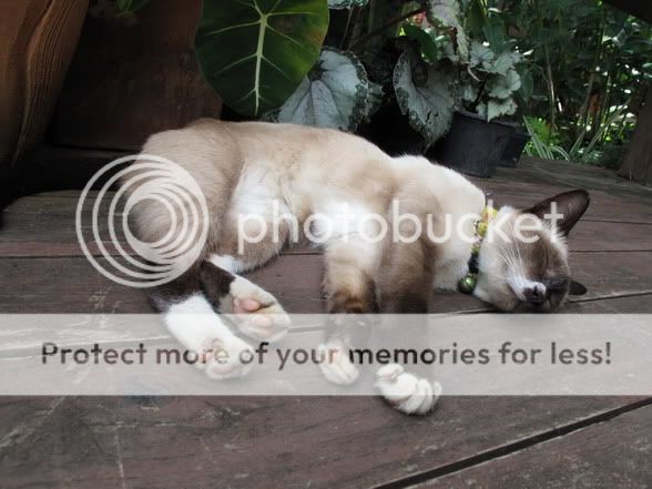 Photobucket